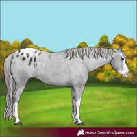 Horse Color:Black Splash Appaloosa 