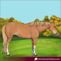 Horse Color:Chestnut Tobiano Rabicano