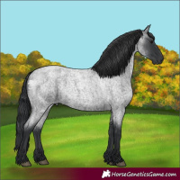 Horse Color:Blue Roan 