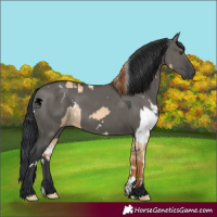 Horse Color:White Spotted Red Dun  and White Spotted Grullo 