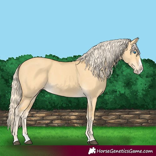Horse Color:Palomino Dun Splash 