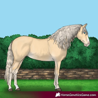 Horse Color:Palomino Dun Splash 
