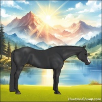 Horse Color:Black  and Black 