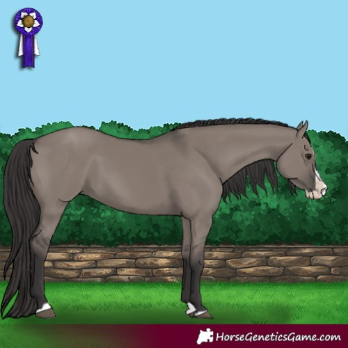 Horse Color:Smoky Grullo Splash