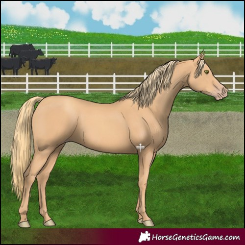 Horse Color:Gold Champagne 