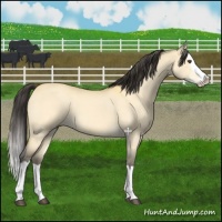 Horse Color:Buckskin Dun Splash 