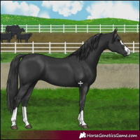 Horse Color:Black 