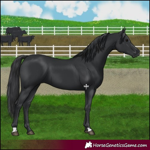 Horse Color:Black 