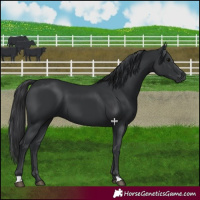 Horse Color:Black 