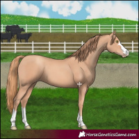 Horse Color:Gold Champagne 