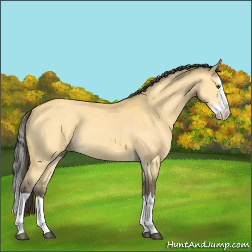 Horse Color:Buckskin Dun Splash