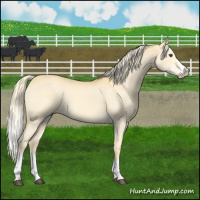 Horse Color:Palomino Dun Splash 
