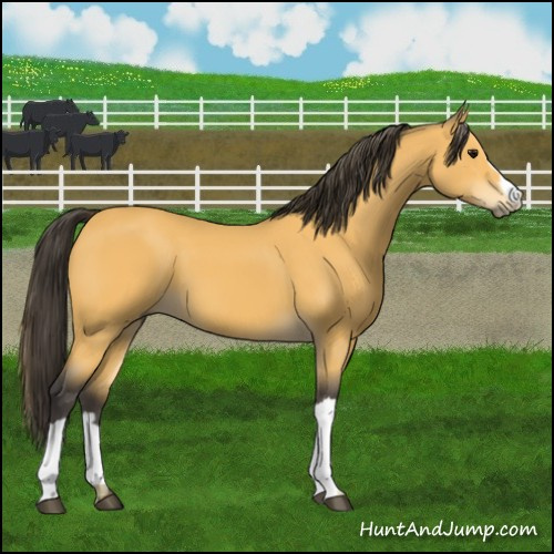 Horse Color:Buckskin 