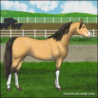 Horse Color:Buckskin 