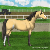Horse Color:Buckskin 