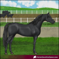 Horse Color:Black 