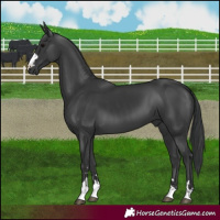 Horse Color:Black 