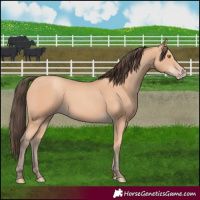 Horse Color:Amber Champagne 