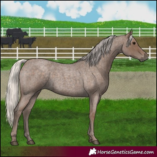 Horse Color:Silver Blue Roan 
