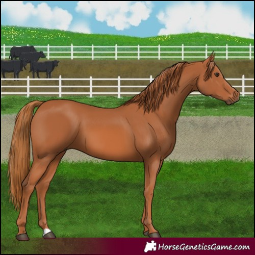 Horse Color:Chestnut 