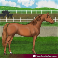 Horse Color:Chestnut 