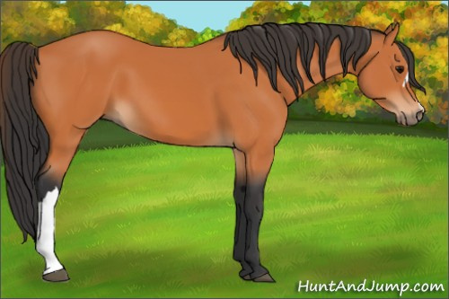 Horse Color:Bay 