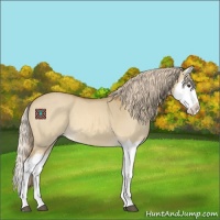 Horse Color:Palomino Dun Splash 