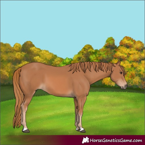 Horse Color:Chestnut 