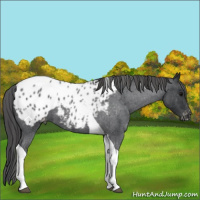 Horse Color:Blue Roan Tobiano Appaloosa 