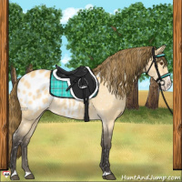 Horse Color:Buckskin Dun Splash Appaloosa 