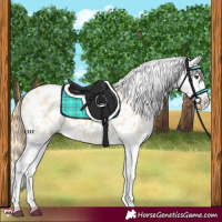 Horse Color:Buckskin Dun Splash Blanket 