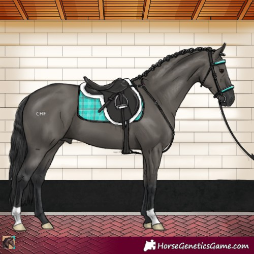 Horse Color:Grullo 