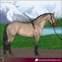 Horse Color:Brown Dun 