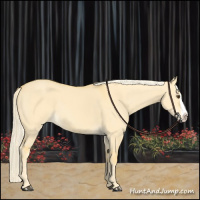 Horse Color:Palomino Dun Splash 