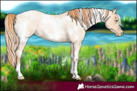 Horse Color:White Spotted Amber Champagne Roan Pearl