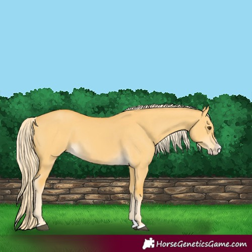 Horse Color:Palomino Dun Splash 
