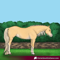 Horse Color:Palomino Dun Splash 