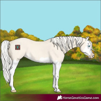 Horse Color:Cremello Dun Splash 