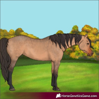 Horse Color:Bay Dun and Bay Dun