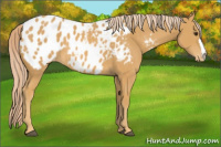 Horse Color:Palomino Appaloosa