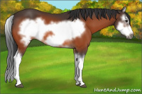 Horse Color:Bay Splash Frame 