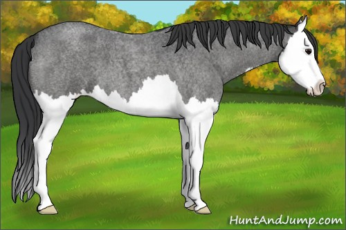 Horse Color:Blue Roan Splash 
