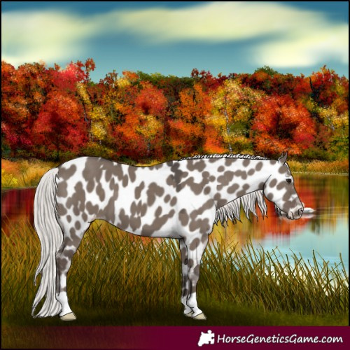 Horse Color:Silver Grullo Near Leopard 