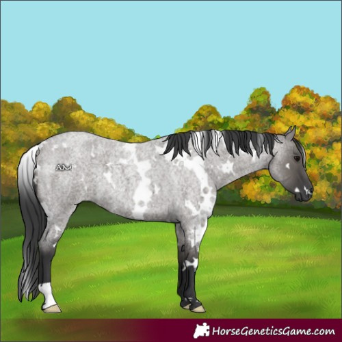 Horse Color:White Spotted Grullo Roan 