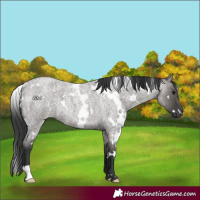 Horse Color:White Spotted Grullo Roan