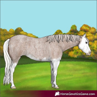 Horse Color:Silver Blue Roan Splash