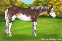 Horse Color:Silver Brown Splash Frame Rabicano