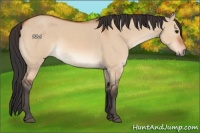 Horse Color:Bay Dun 