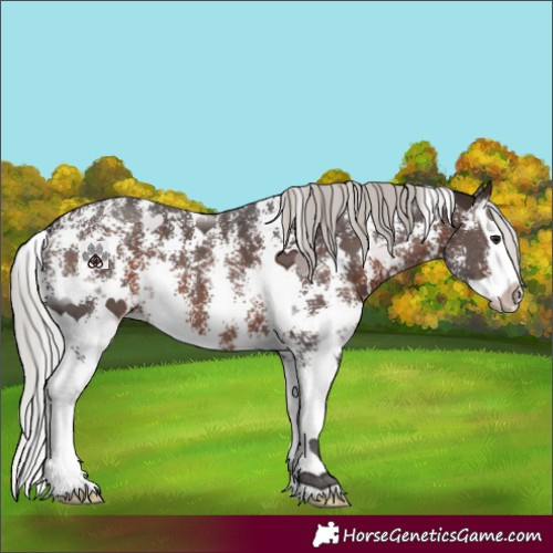 Horse Color:Silver Brown Sabino Splash 