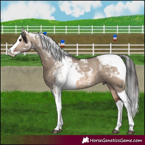 Horse Color:Brown Dun Splash Tobiano
